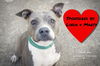 adoptable Dog in  named Charlie Blue
