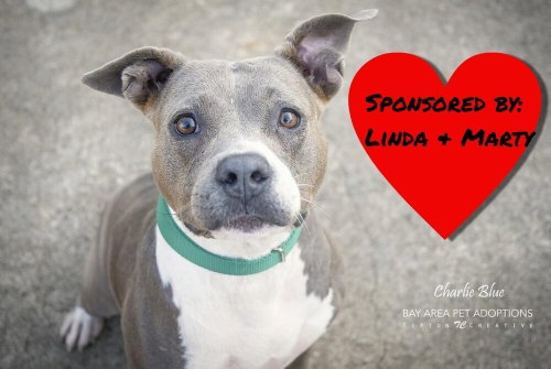 CHARLIE BLUE - Pit Bull Terrier available for adoption