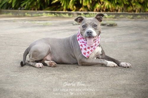 Charlie Blue photo 2