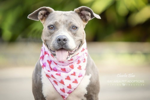 Charlie Blue photo 3
