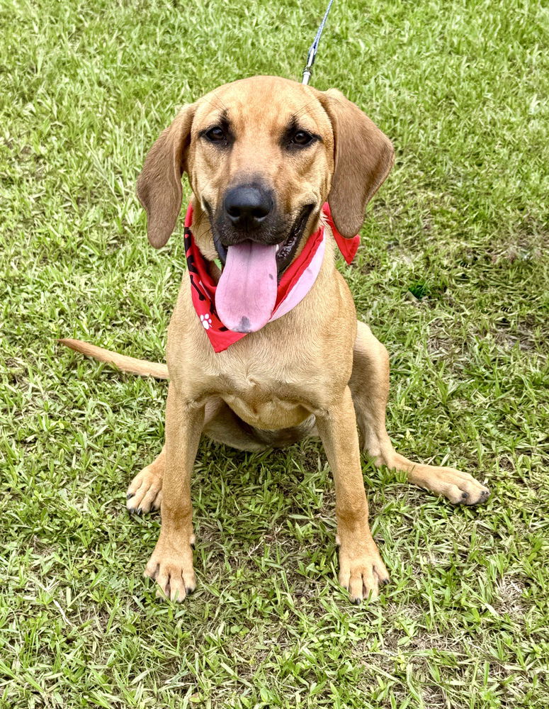 adoptable Dog in Dickinson, TX named Freya