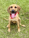 adoptable Dog in  named Freya