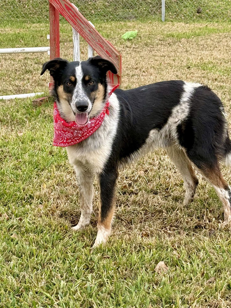 adoptable Dog in Dickinson, TX named Ace