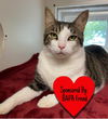 adoptable Cat in dickinson, TX named Yoshi