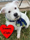 adoptable Dog in  named Coconut