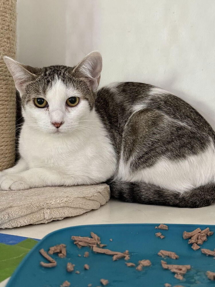 adoptable Cat in Dickinson, TX named Sarabi