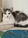 adoptable Cat in dickinson, TX named Sarabi