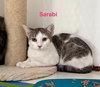 Sarabi - Photo 2
