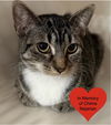 adoptable Cat in dickinson, TX named Kiara