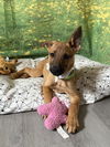 adoptable Dog in  named Ainsley
