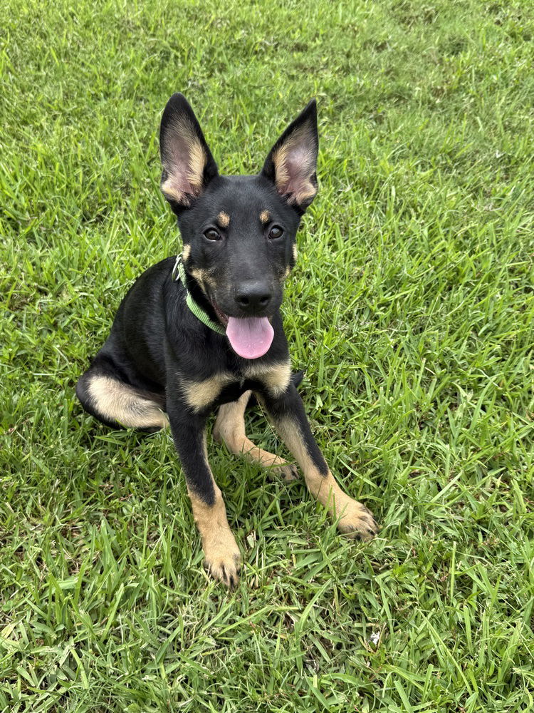 adoptable Dog in Dickinson, TX named Oswald