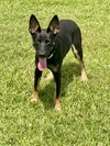 adoptable Dog in  named Aberdeen