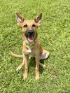 adoptable Dog in  named Finley