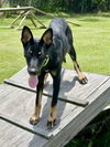 adoptable Dog in  named Skye