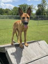 adoptable Dog in  named Angus
