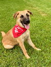 adoptable Dog in  named Chip