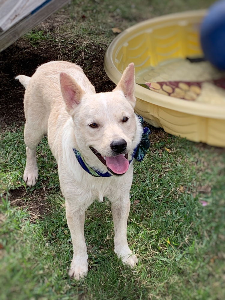 adoptable Dog in Dickinson, TX named Sandy