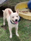 adoptable Dog in  named Sandy