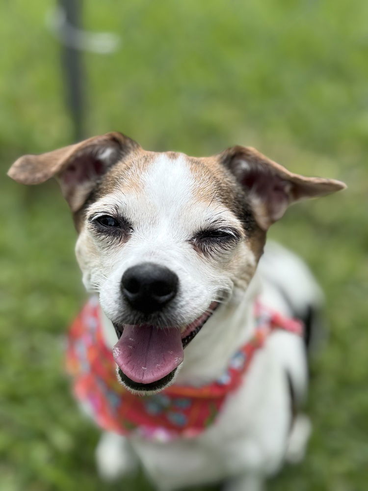 adoptable Dog in Dickinson, TX named Miss Priss