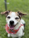 adoptable Dog in dickinson, TX named Miss Priss