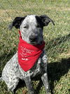 adoptable Dog in dickinson, TX named Buoy