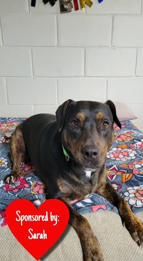 Olive, an adoptable Terrier in San Leon, TX
