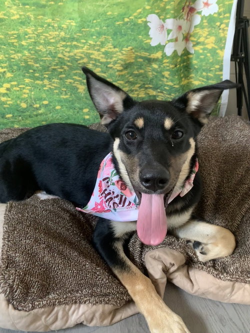 PEACHES - Terrier available for adoption