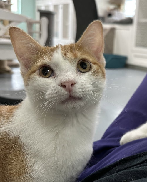 picture of the cat needing adoption