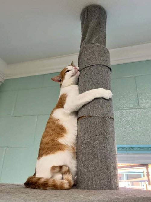 SUNKIST - Domestic Short Hair available for adoption