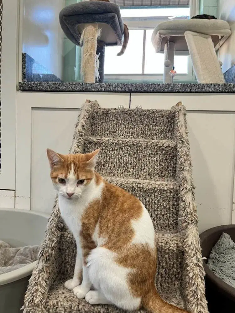Fanta - Domestic Short Hair