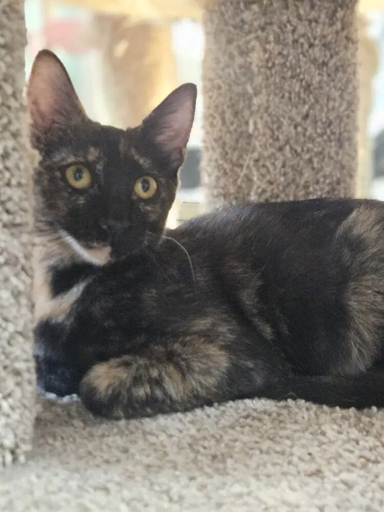Mai Tai - Domestic Short Hair
