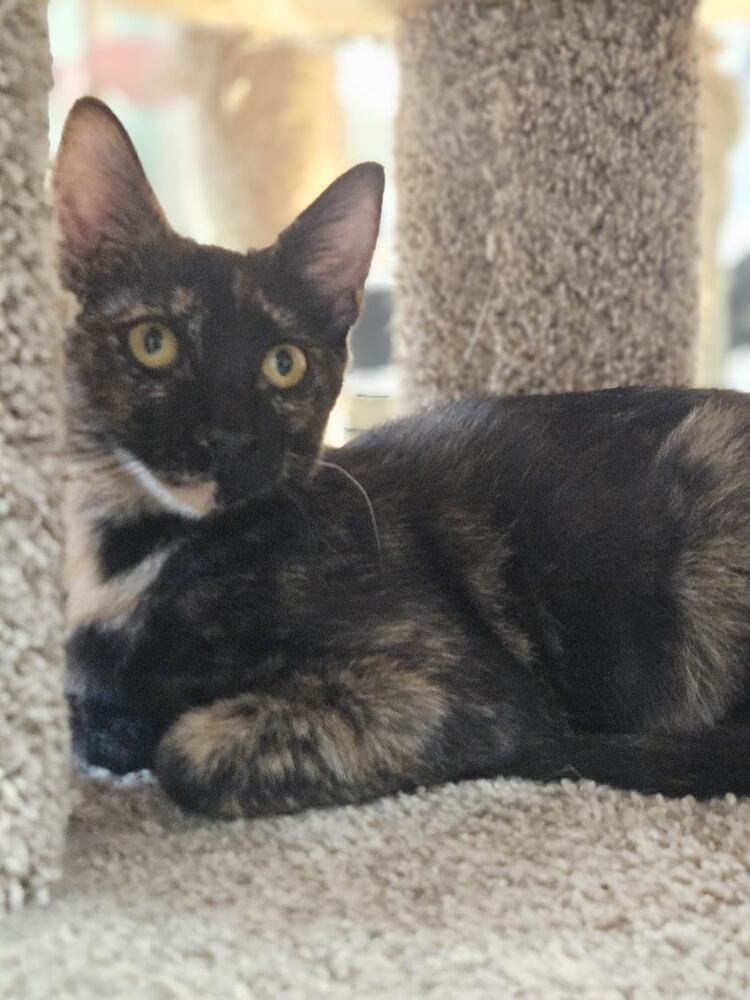 Mai Tai
