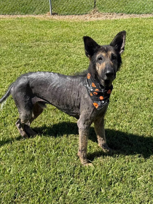 picture of the dog needing adoption