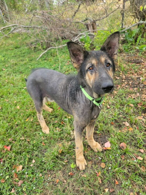 PAUL MCCARTNEY - German Shepherd Dog available for adoption