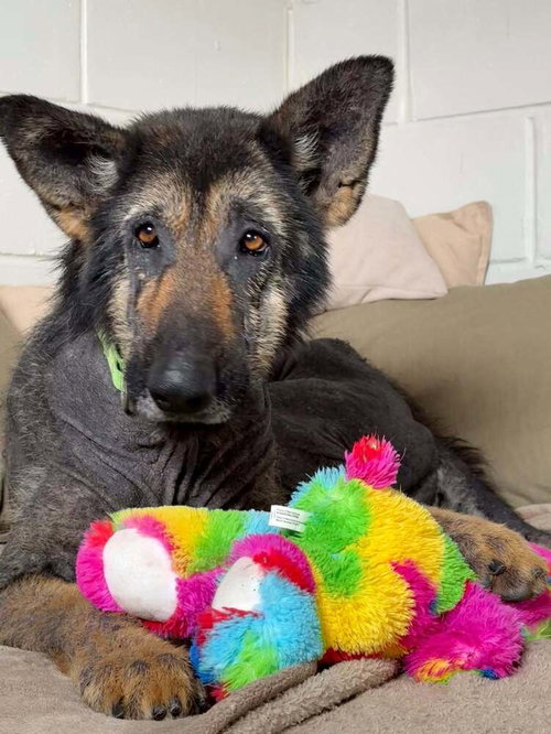 PAUL MCCARTNEY - German Shepherd Dog available for adoption