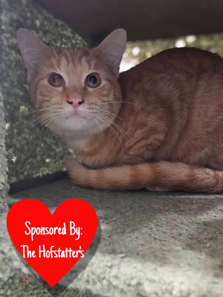 Rotini - Domestic Short Hair