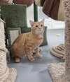 Rotini - Photo 2