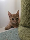Rigatoni - Photo 1