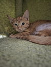 Rigatoni - Photo 2