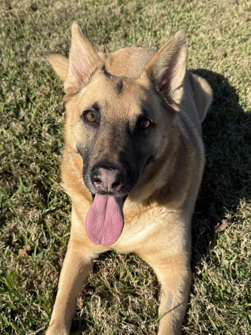 IRWIN - German Shepherd Dog available for adoption