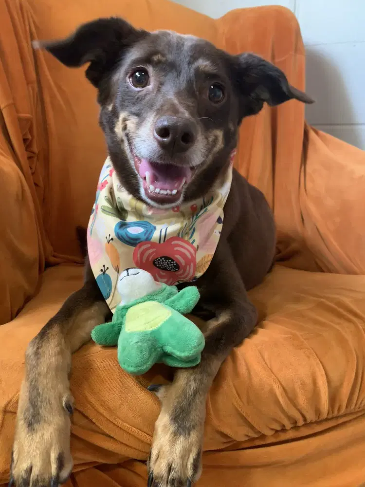 Lincoln - Terrier