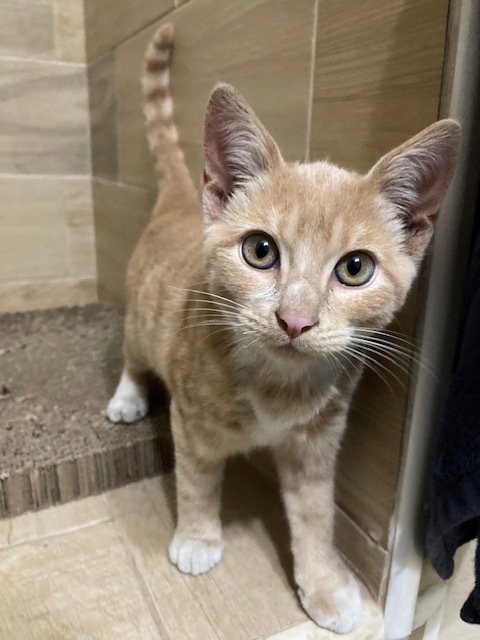 GROGU - Domestic Short Hair available for adoption