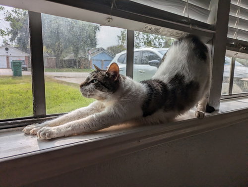 ZENA - Domestic Short Hair available for adoption