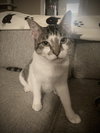 Zena - Photo 4