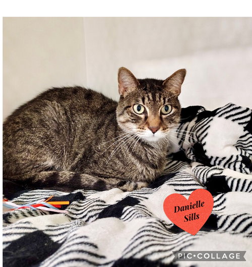 picture of the cat needing adoption