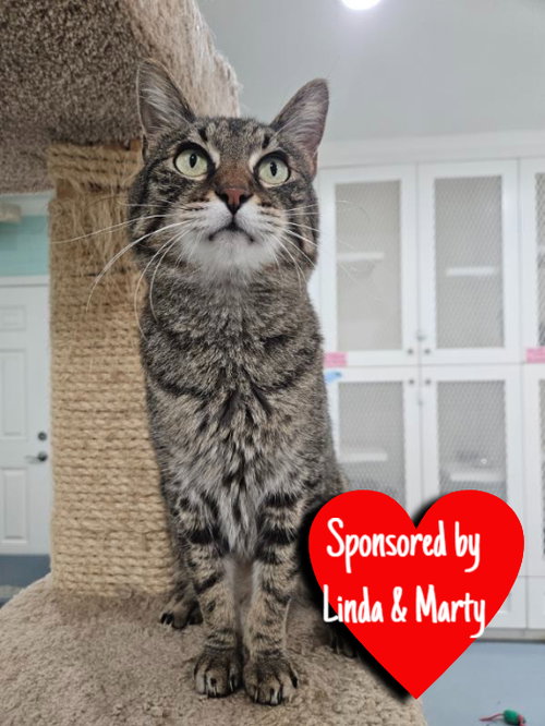Sparta, Domestic Short Hair, cat for adoption in League City, Texas