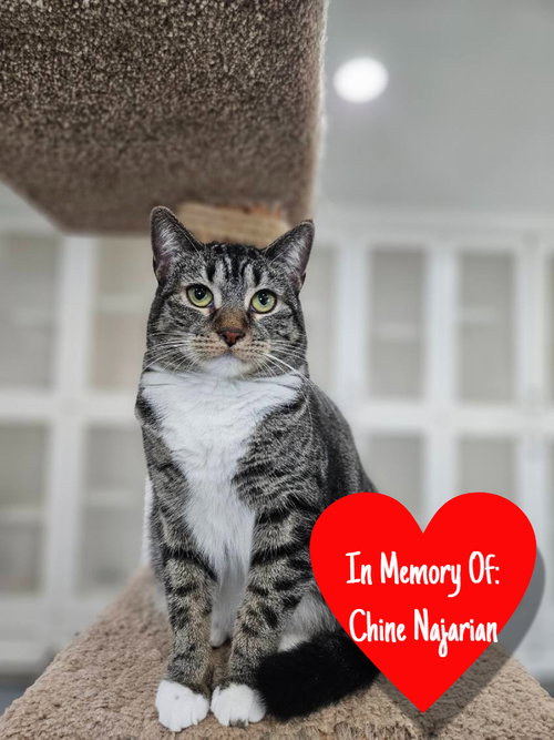 picture of the cat needing adoption