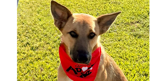 Finley, an adoptable German Shepherd Dog in San Leon, TX