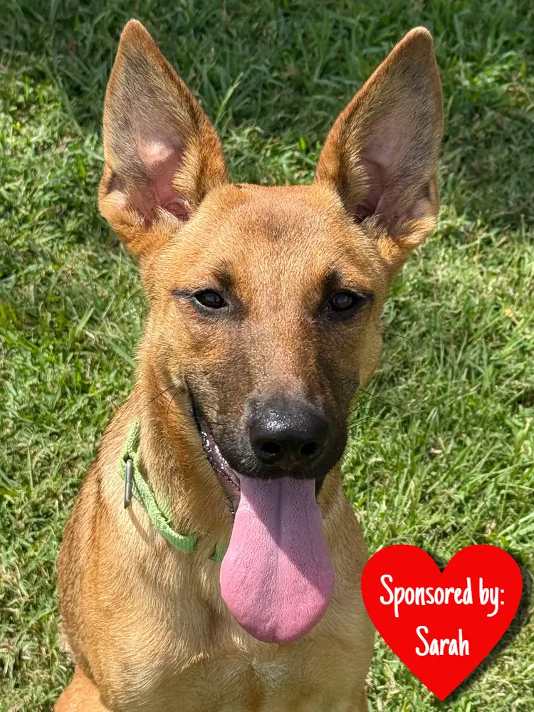 Ainsley - German Shepherd Dog