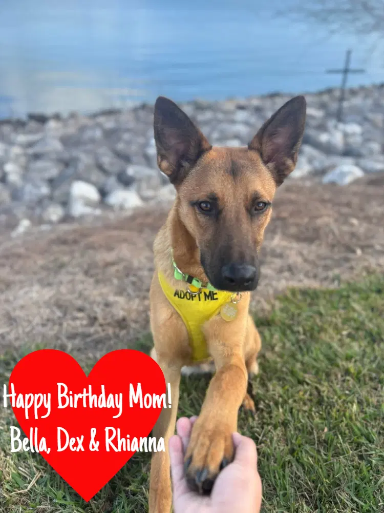 Angus - German Shepherd Dog